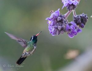 Hummingbird.Eared IMG_0179-Edit.jpg